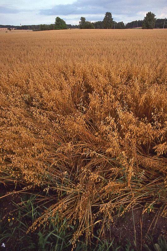 WT 3300 370-19 Norway.jpg